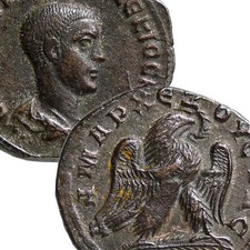 Herennius etruscus bare for sale  Eagle River