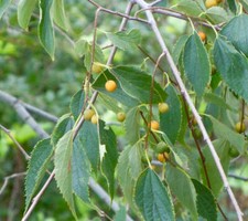 Celtis australis european usato  Napoli