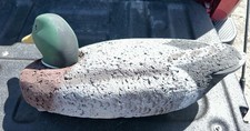 Bean mallard drake for sale  Kennebunkport