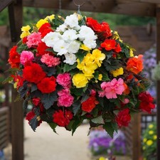 Begonia tuberous non for sale  SALISBURY