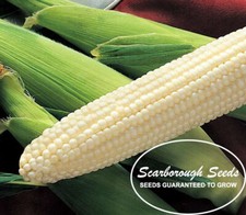 Scarborough seeds seeds for sale  San Diego