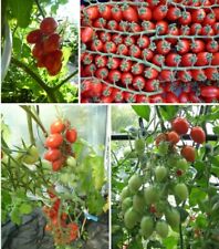 Rote dattel tomate gebraucht kaufen  Erding