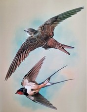 Swallow swift flight. for sale  NELSON