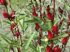 Roselle seeds asian for sale  Bois D Arc