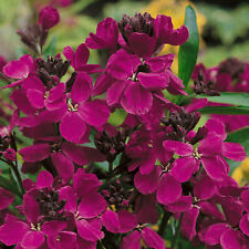 100 erysimum cheiri for sale  GRANTHAM