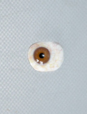 Prothese glasauge augenprothes gebraucht kaufen  Sinsheim