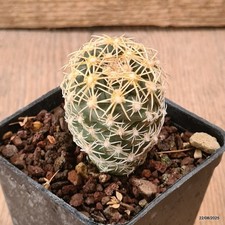 D6168 sclerocactus mesae usato  Montefalco