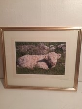 Aberdeen angus calf for sale  GLASGOW