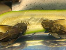 Green dragon bristlenose for sale  Smartsville