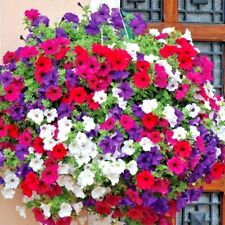 2001 dwarf petunia for sale  Wichita