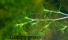 Guppy grass riccia for sale  SOUTH CROYDON