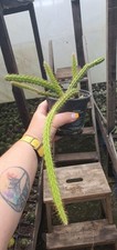 Aporocactus malisonii rat for sale  SUTTON-IN-ASHFIELD