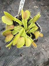 Venus flytrap stegosaurus for sale  Chesapeake