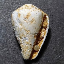 Conus aristophanes fossile usato  Italia