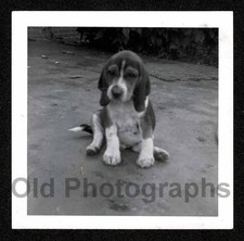 Beagle de cachorro bonito bonito? FOTO ANTIGA/VINTAGE FILHOTE - G32 comprar usado  Enviando para Brazil