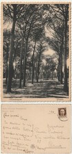 Mondragone caserta pineta usato  Isola Vicentina