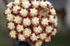 Hoya clemensiorum porzellanblu gebraucht kaufen  Deutschland
