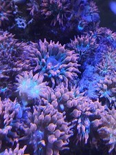 Rose bubble tip for sale  Waitsfield