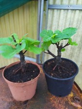Ficus carica pre usato  Manduria