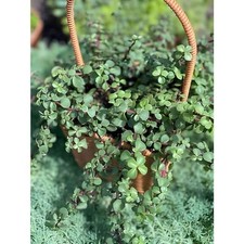Portulacaria afra succulent for sale  Miami