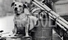 Vintage animali regno usato  Roma