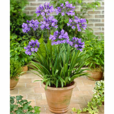 Agapanthus charlotte garden for sale  UK