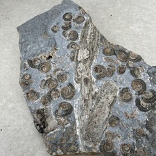 Fossil ammonites cluster for sale  BISHOP'S STORTFORD