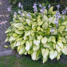 Gold standard hosta gebraucht kaufen  Mutterstadt