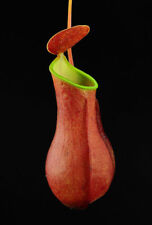 Nepenthes reinwardtiana rosso usato  Italia