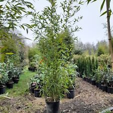 Phyllostachys viridis fast for sale  EGHAM