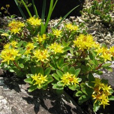 Graines sedum aizoon d'occasion  Sabres