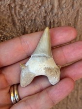 Fossili dente squalo usato  Pontedera