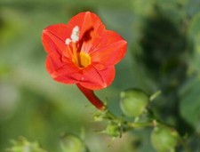 Scarlet creeper ivy d'occasion  Expédié en France