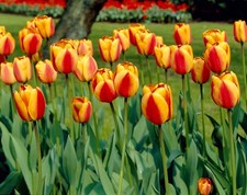 Apeldoorn elite tulip for sale  Russell