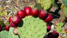 Nopal nopalina nopalea for sale  Sugar Land