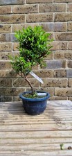 Japanese satsuki azalea for sale  WESTERHAM