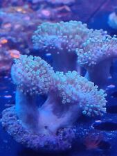 Toadstool mashroom coral for sale  STOCKPORT