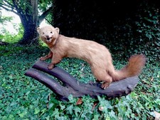 taxidermy cat for sale taxidermy cat for sale CHESTER LE STREET