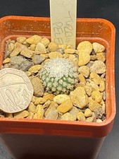 pelecyphora for sale  MOLD