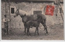 Domaine champeaux jument d'occasion  France