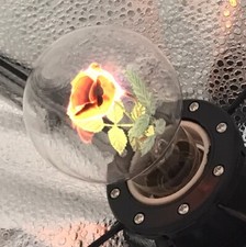 Aerolux flower light for sale  Trenton