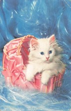Petit cat pram d'occasion  Expédié en Belgium