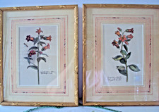 Pair vintage botanical for sale  North Vernon