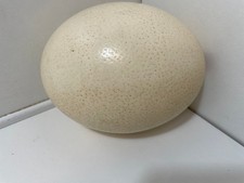 Ostrich eggshell natural for sale  UK