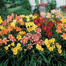 Hemerocallis daylily mixed for sale  WOLVERHAMPTON
