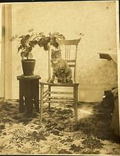 Antique cabinet card for sale  Euclid