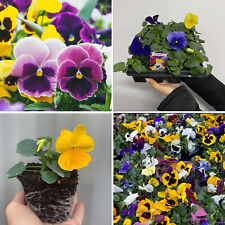 Pansy plants plugs for sale  LEICESTER