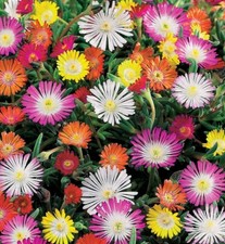 000 samen mittagsblume gebraucht kaufen  Sollstedt
