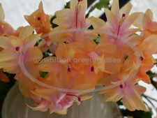 Thanksgiving christmas cactus for sale  Camden Wyoming