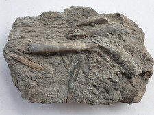 Unpräparierte stufe belemnite gebraucht kaufen  Berg b.Neumarkt i.d.OPf.